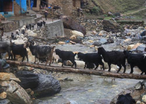 THAKUR JEE or SAI KUMARI Trek